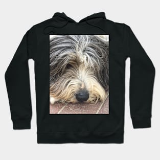 Bearded Collie Nap Time - Always got one eye open just in case! Hoodie